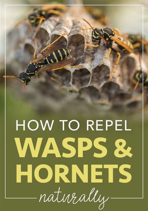 how do you get rid of wasps and hornets